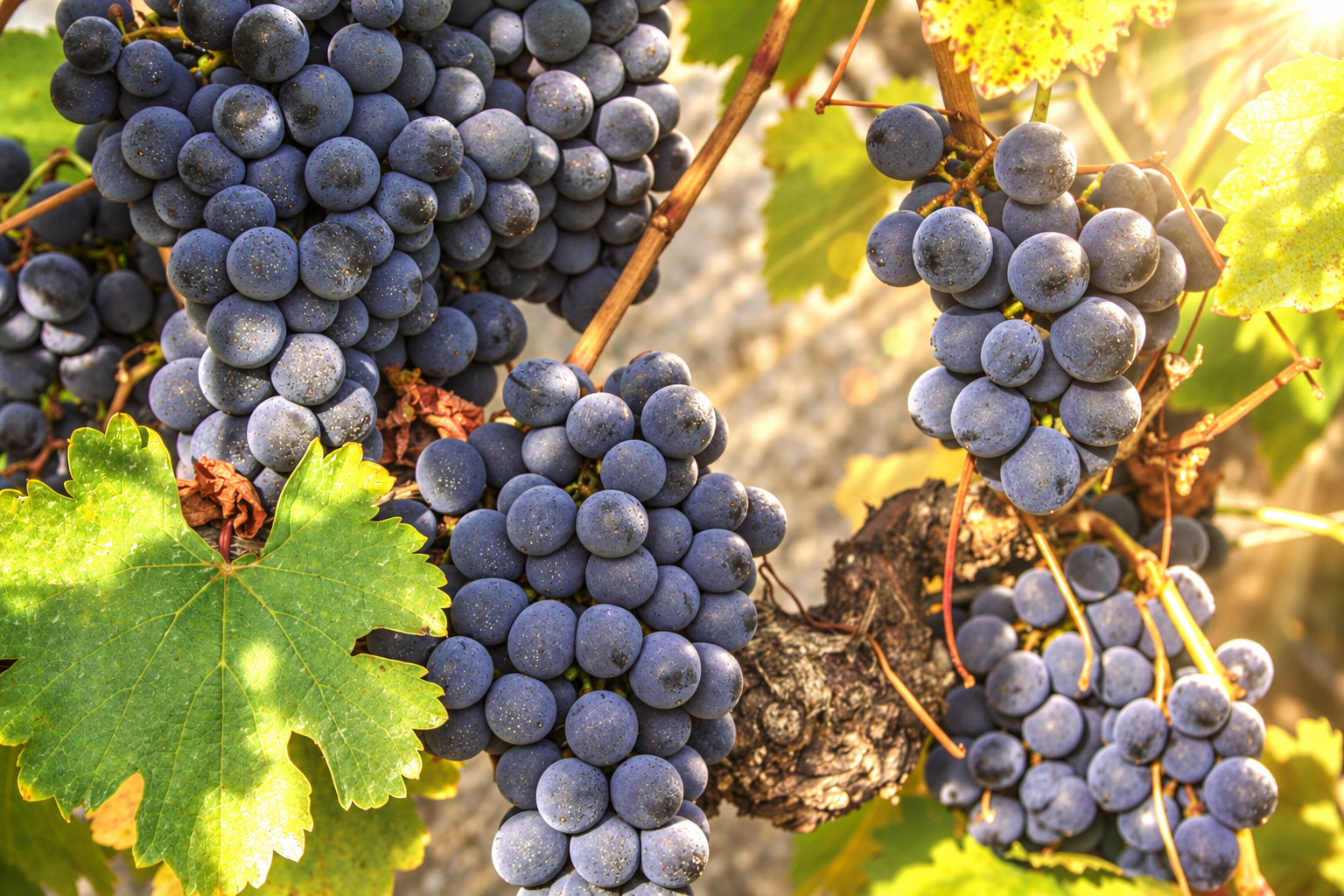 Uvas sanas y hojas de vid atravesadas por un rayo de sol