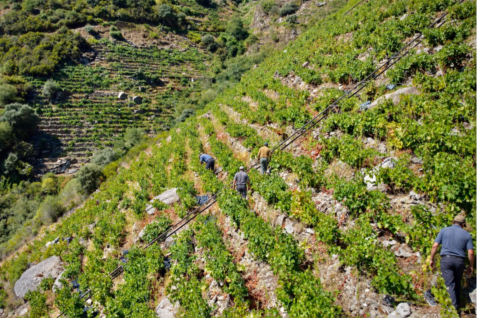 Recreación de vendimiadores de espaldas entre los bancales de la Ribeira Sacra